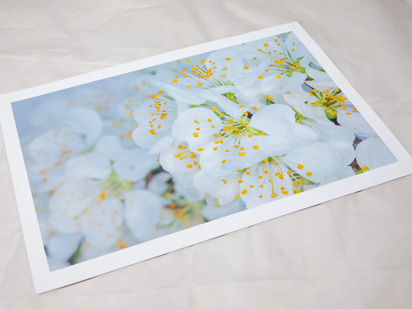 A4 giclée print with border, of Victoria Plum Blossom botanical photograph by Botanographia