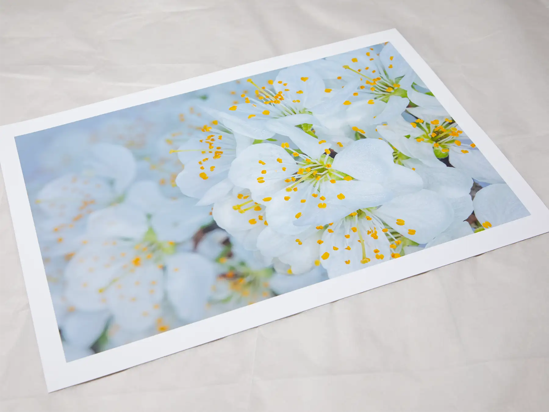 A4 giclée print with border, of Victoria Plum Blossom botanical photograph by Botanographia