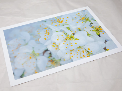 A4 giclée print with border, of Victoria Plum Blossom botanical photograph by Botanographia