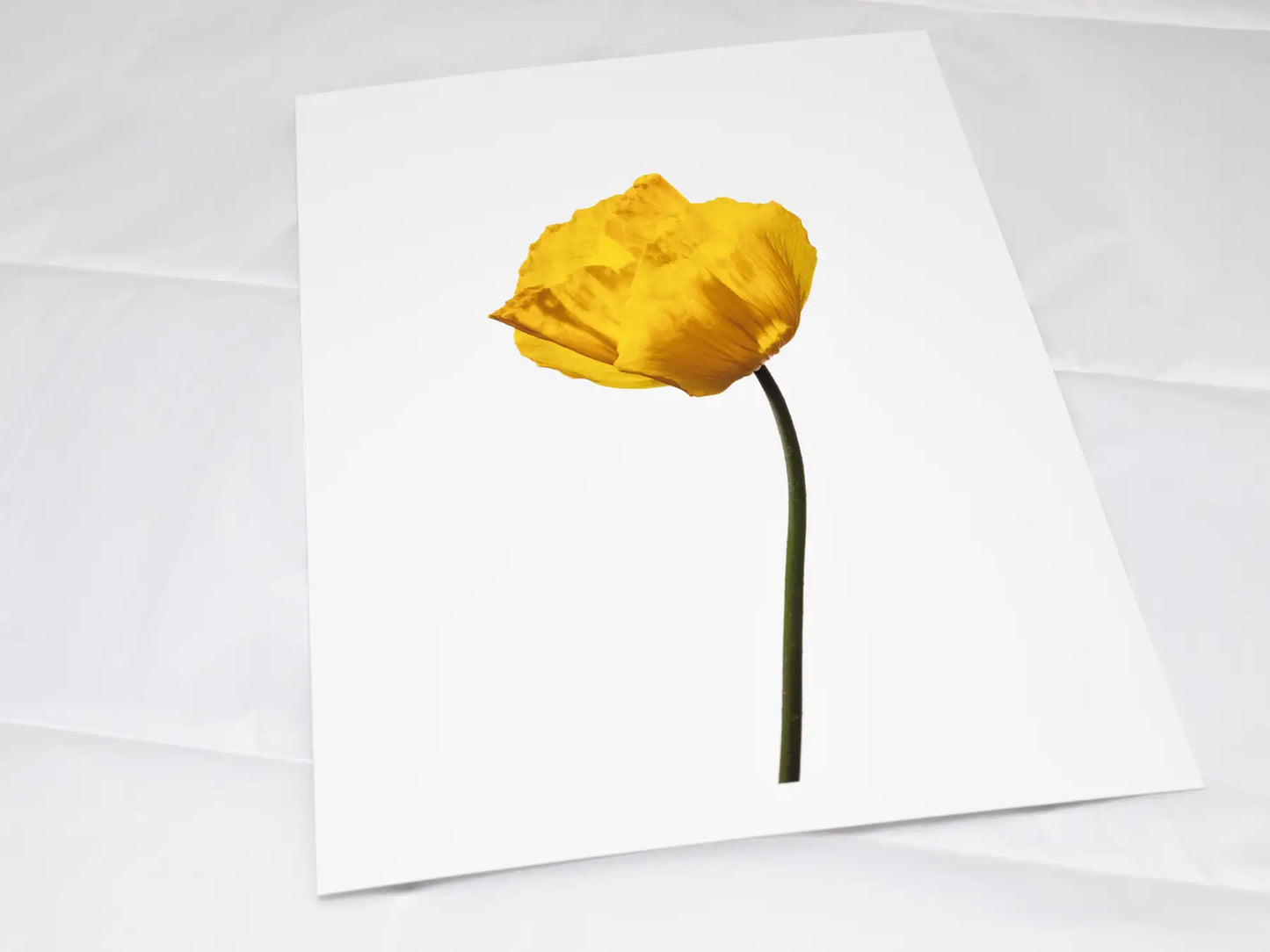 A4 giclée print with border, of Poppy No 1 botanical photograph by Botanographia