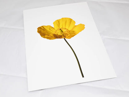A4 giclée print with border, of Poppy No 2 botanical photograph by Botanographia