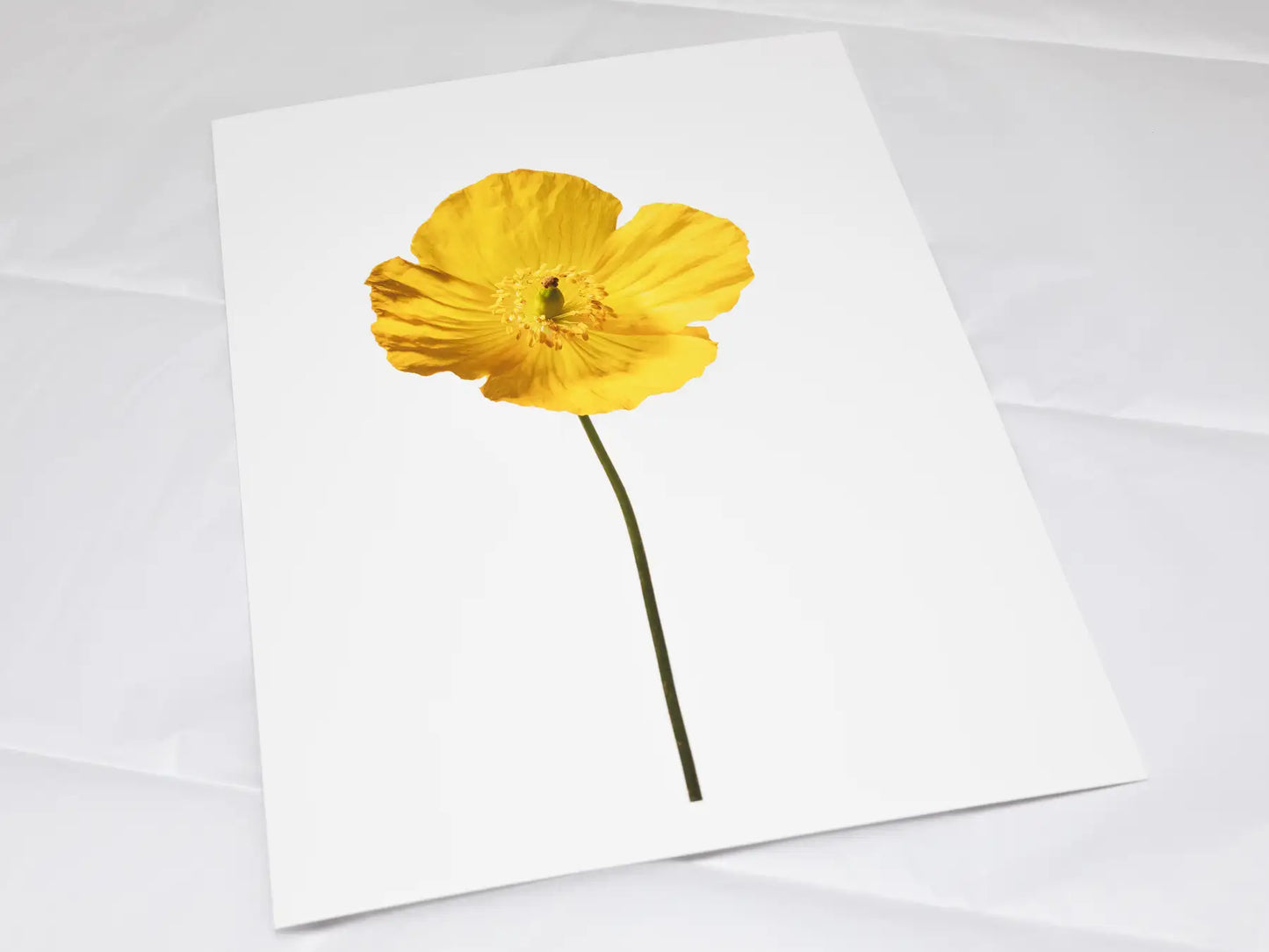 A4 giclée print with border, of Poppy No 3 botanical photograph by Botanographia