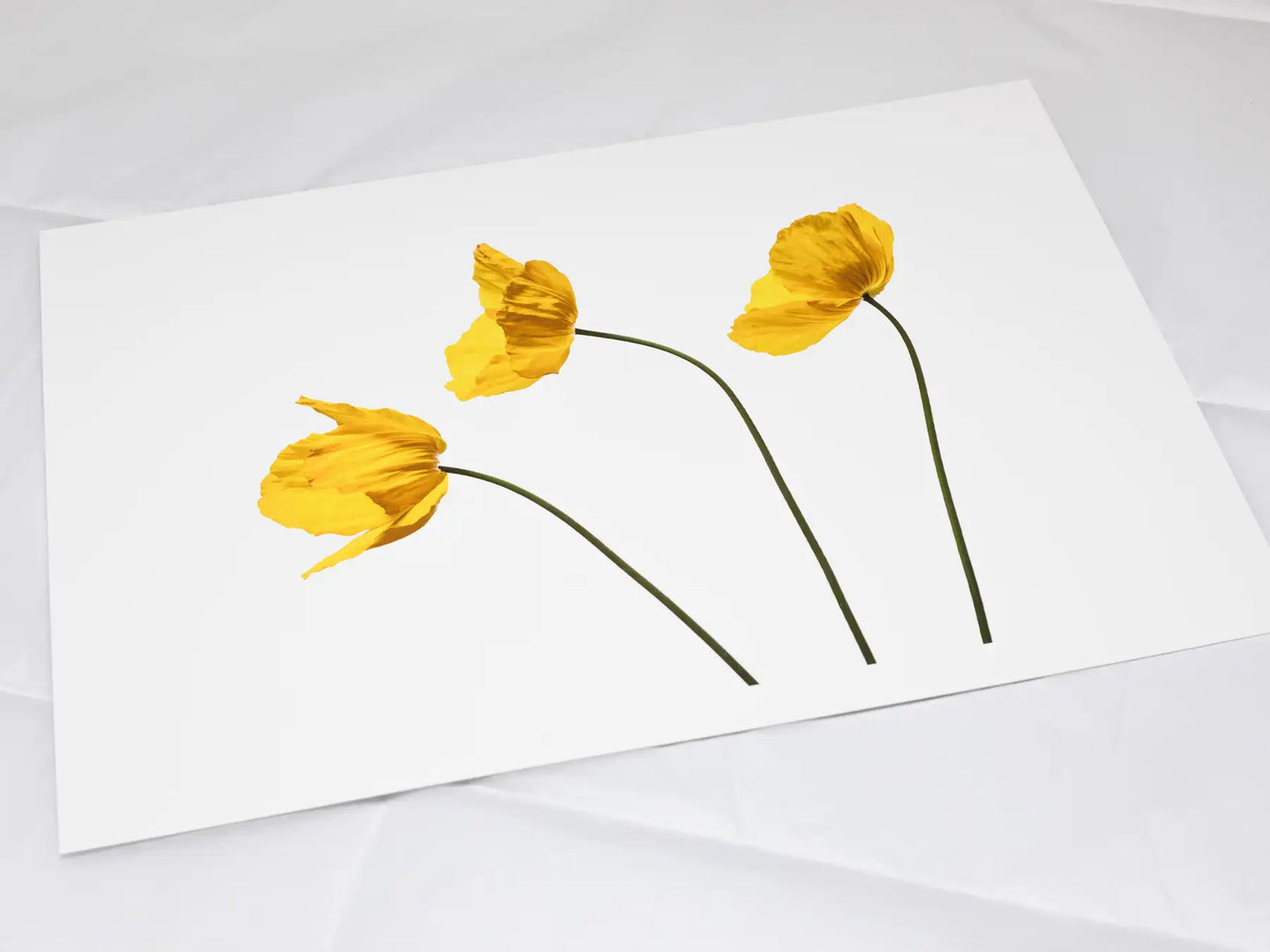 A4 giclée print with border, of Poppy Triplet botanical photograph by Botanographia