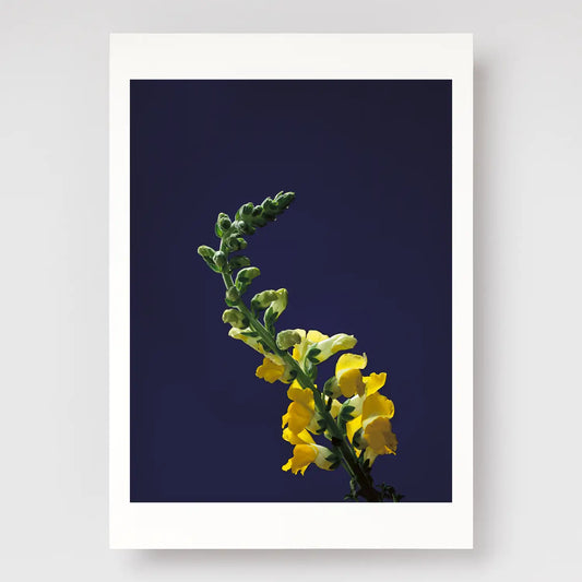 Snapdragon Stem A4 print