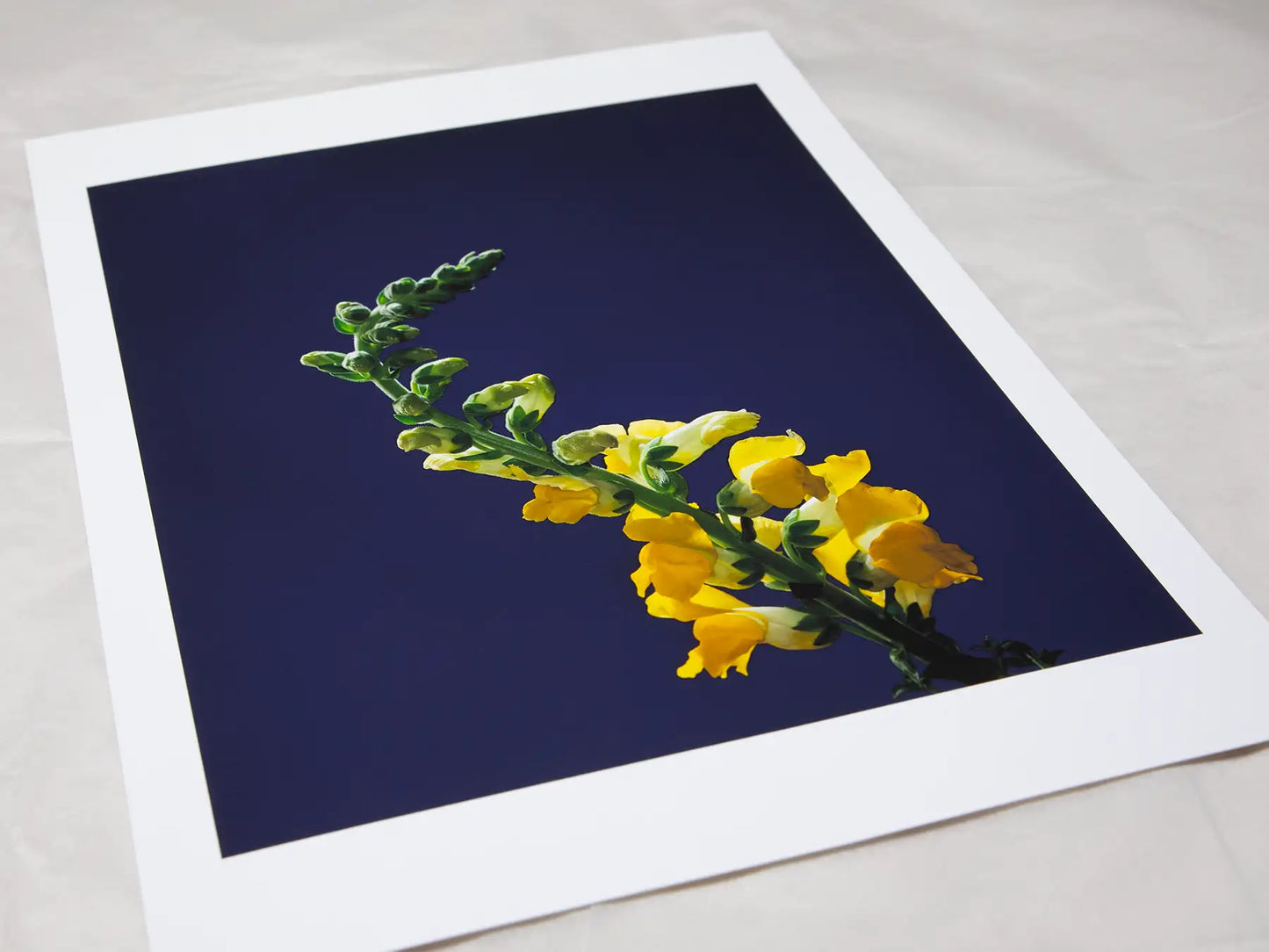 Snapdragon Stem