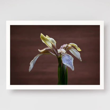 Stinking Iris A4 print