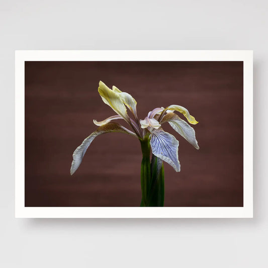 Stinking Iris A4 print