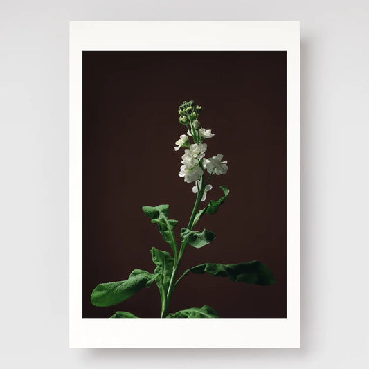 Stock Stem A4 print