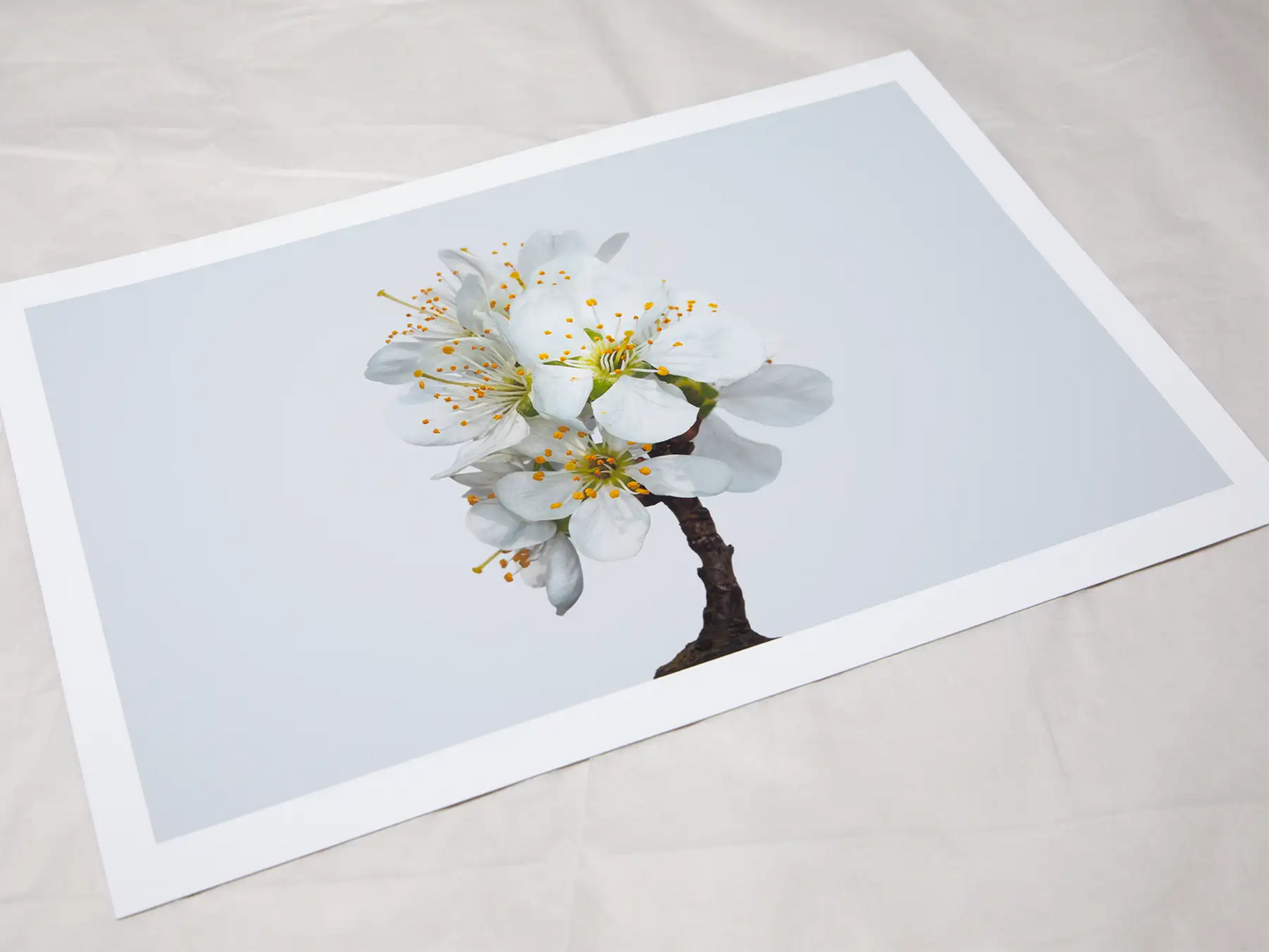 A4 giclée print with border, of Victoria Plum Blossom No1 botanical photograph by Botanographia