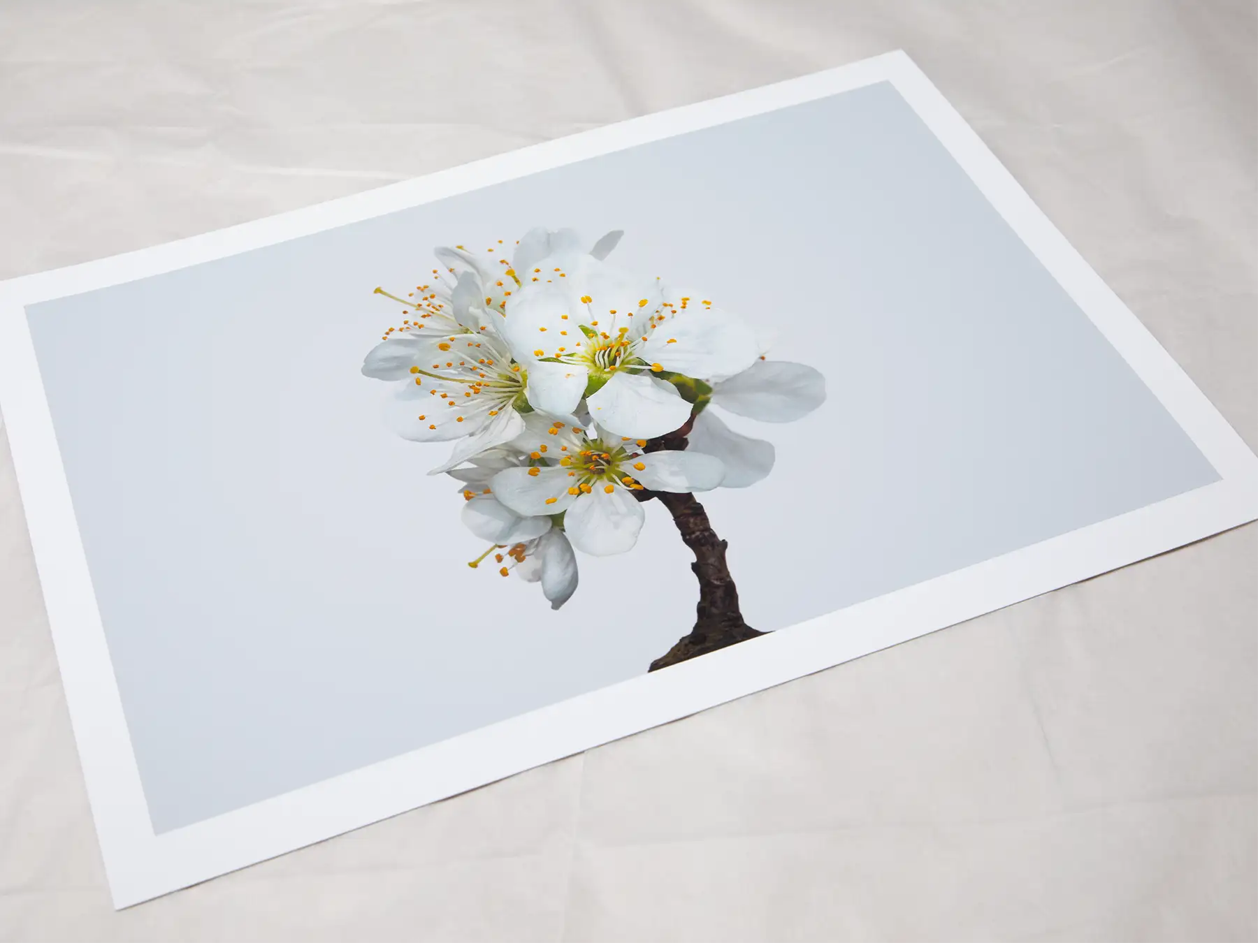 A4 giclée print with border, of Victoria Plum Blossom No1 botanical photograph by Botanographia