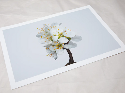 A4 giclée print with border, of Victoria Plum Blossom No1 botanical photograph by Botanographia