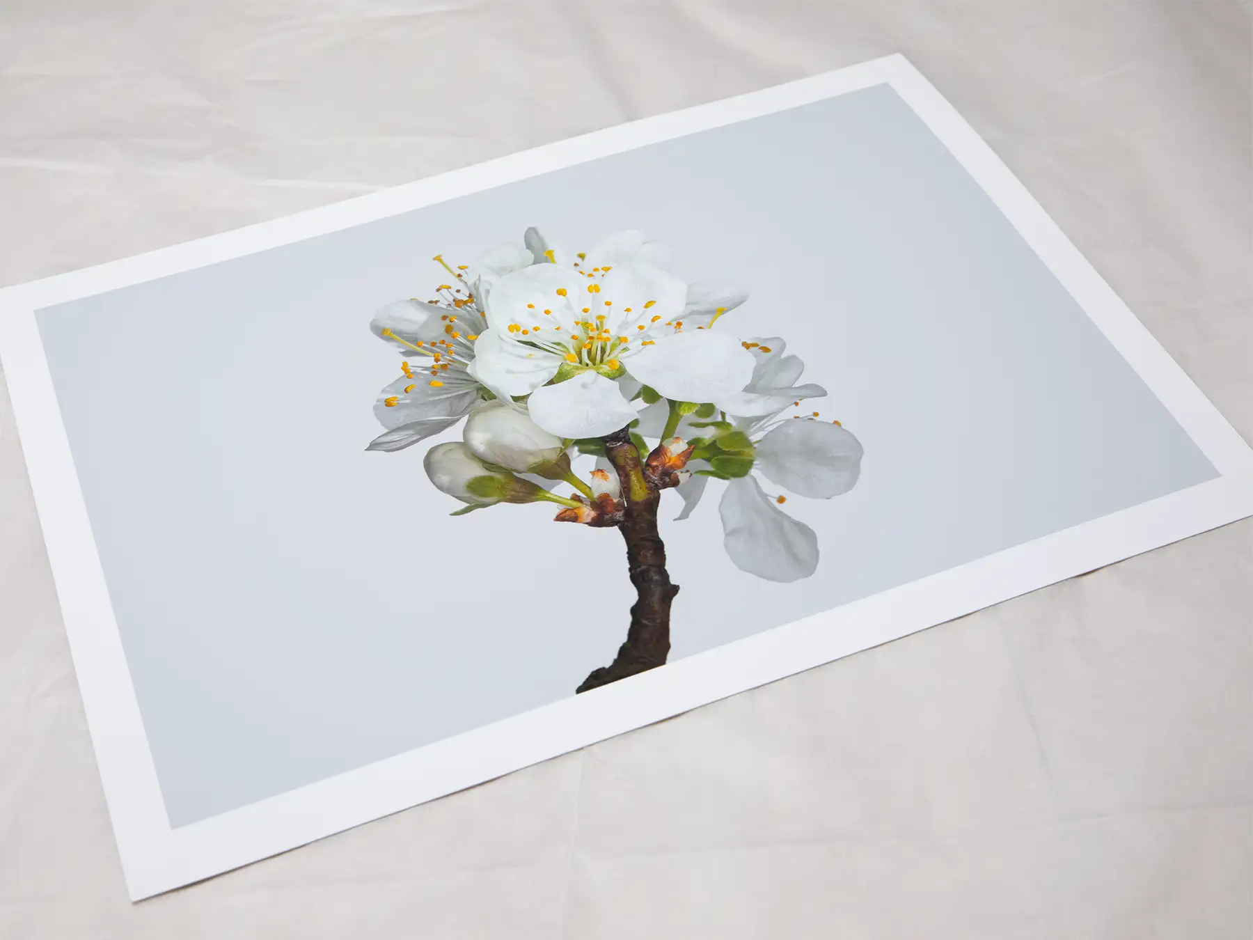 A4 giclée print with border, of Victoria Plum Blossom No2 botanical photograph by Botanographia