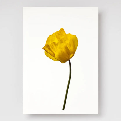 Yellow Poppy No 1