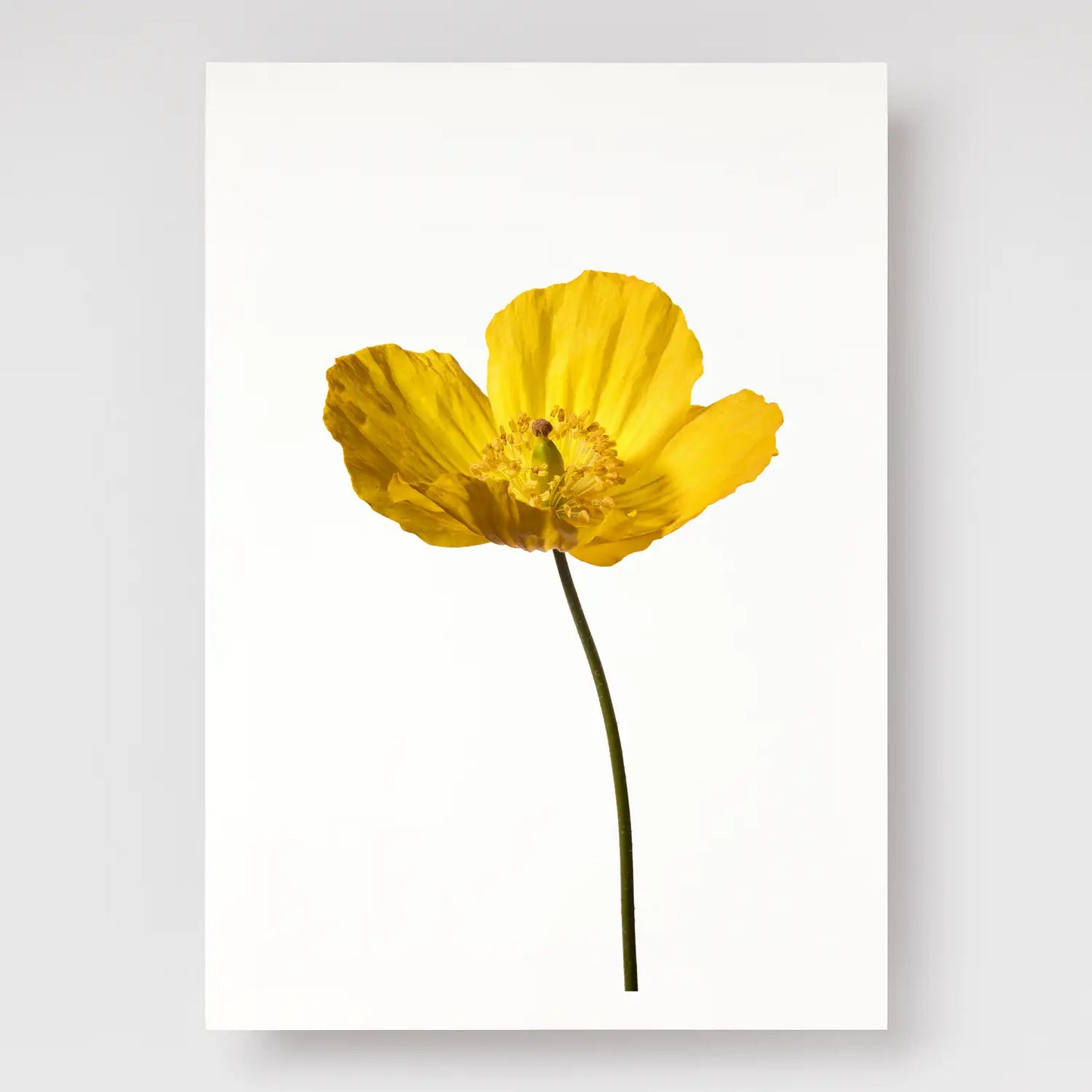 Yellow Poppy No 2