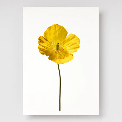 Yellow Poppy No 3