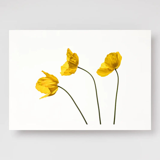 Yellow Poppy Triplet