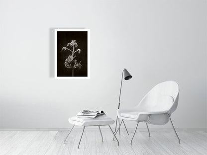 500×700mm giclée print of Horse Chestnut Stem No2 botanical photograph by Botanographia