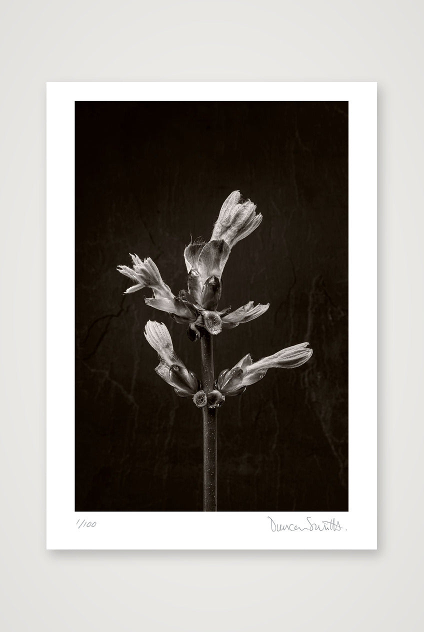 Horse Chestnut Stem No 3 — A4 (21×30cm, 8×12") Print only