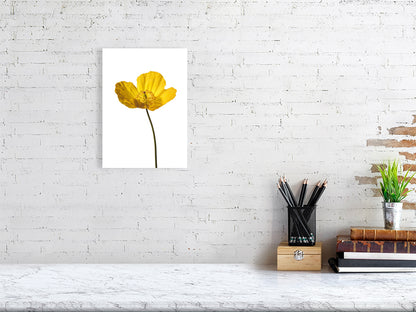A3, 297 x 420 mm, 11.7 x 16.5 inches giclée print of Yellow Poppy No 2 botanical photograph by Botanographia