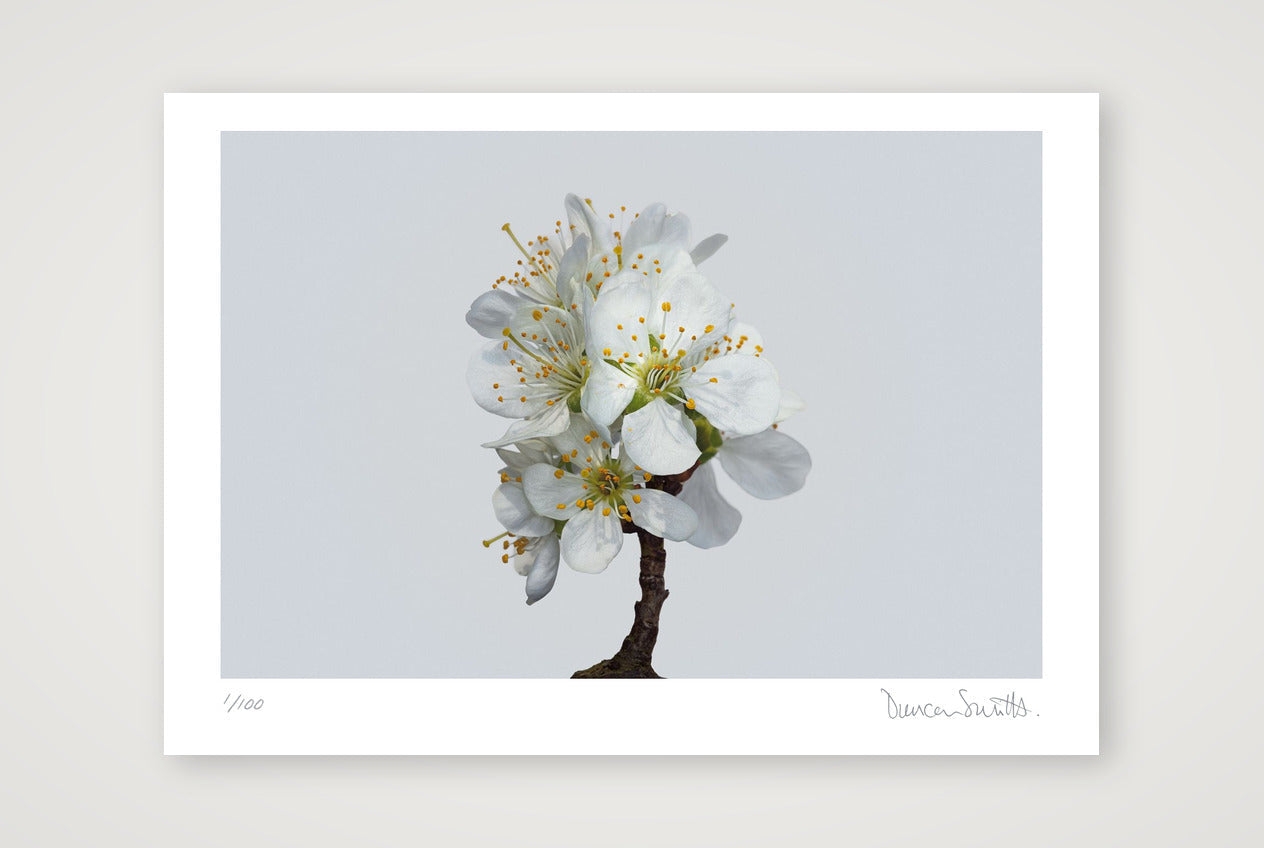 Victoria Plum Blossom No 1 — A4 (30×21cm, 12×8") Print only