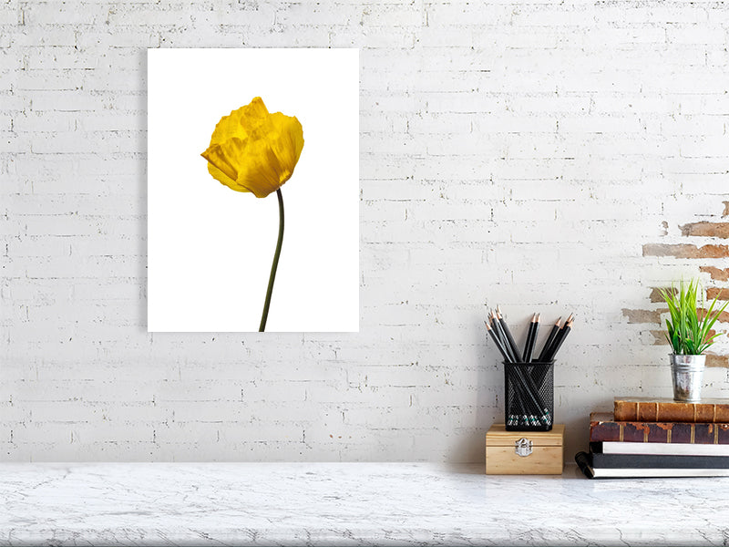 500 x 700 mm, 19.7 x 27.6 inches - Signed, limited edition of 50 giclée print of Yellow Poppy No 1 botanical photograph by Botanographia