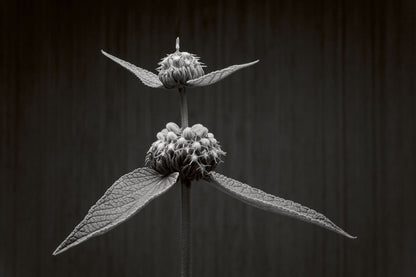 Phlomis Study