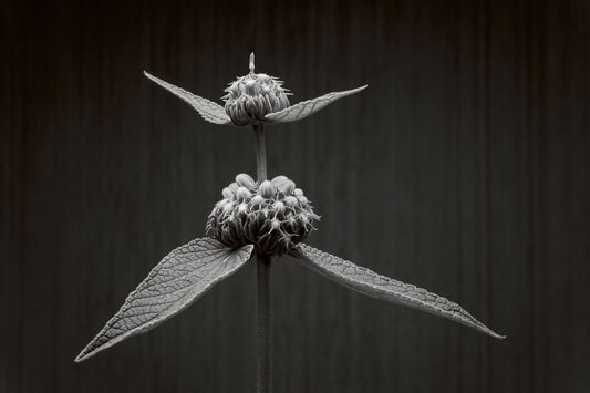 Phlomis Study