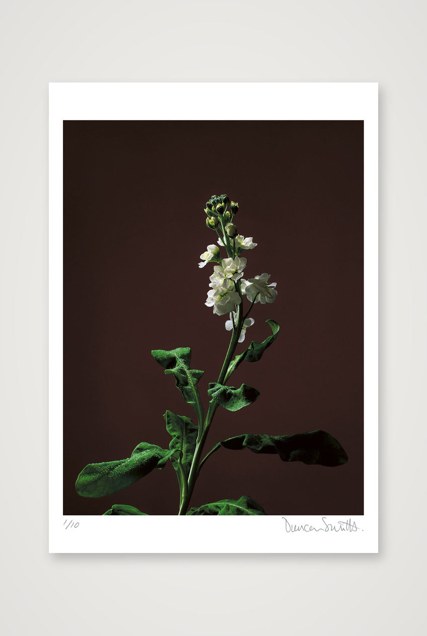 Stock Stem — 70×100cm, 28×39" Print only