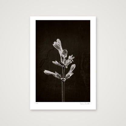 Horse Chestnut Stem No 1 — A2 (42×59cm, 17×23") Print only
