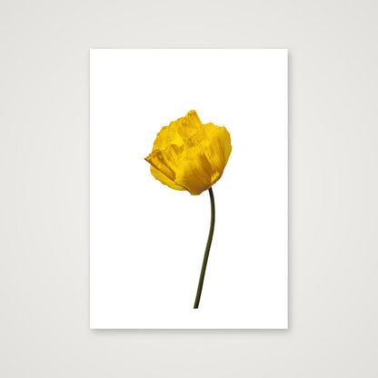 Yellow Poppy No 1 — A4 (21×30cm, 8×12") Print only