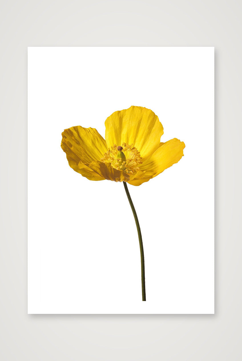 Yellow Poppy No 2 — 70×100cm, 28×39" Print only