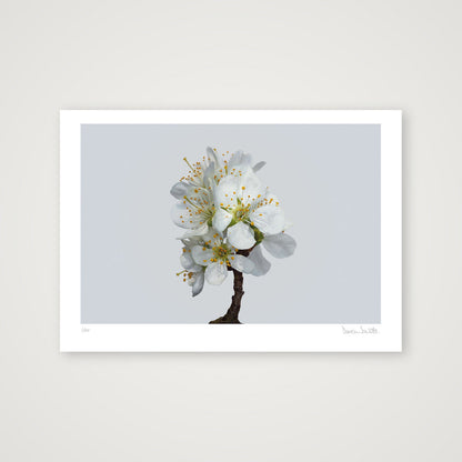 Plum Blossom No 1 — A3 (42×30cm, 17×12") Print only