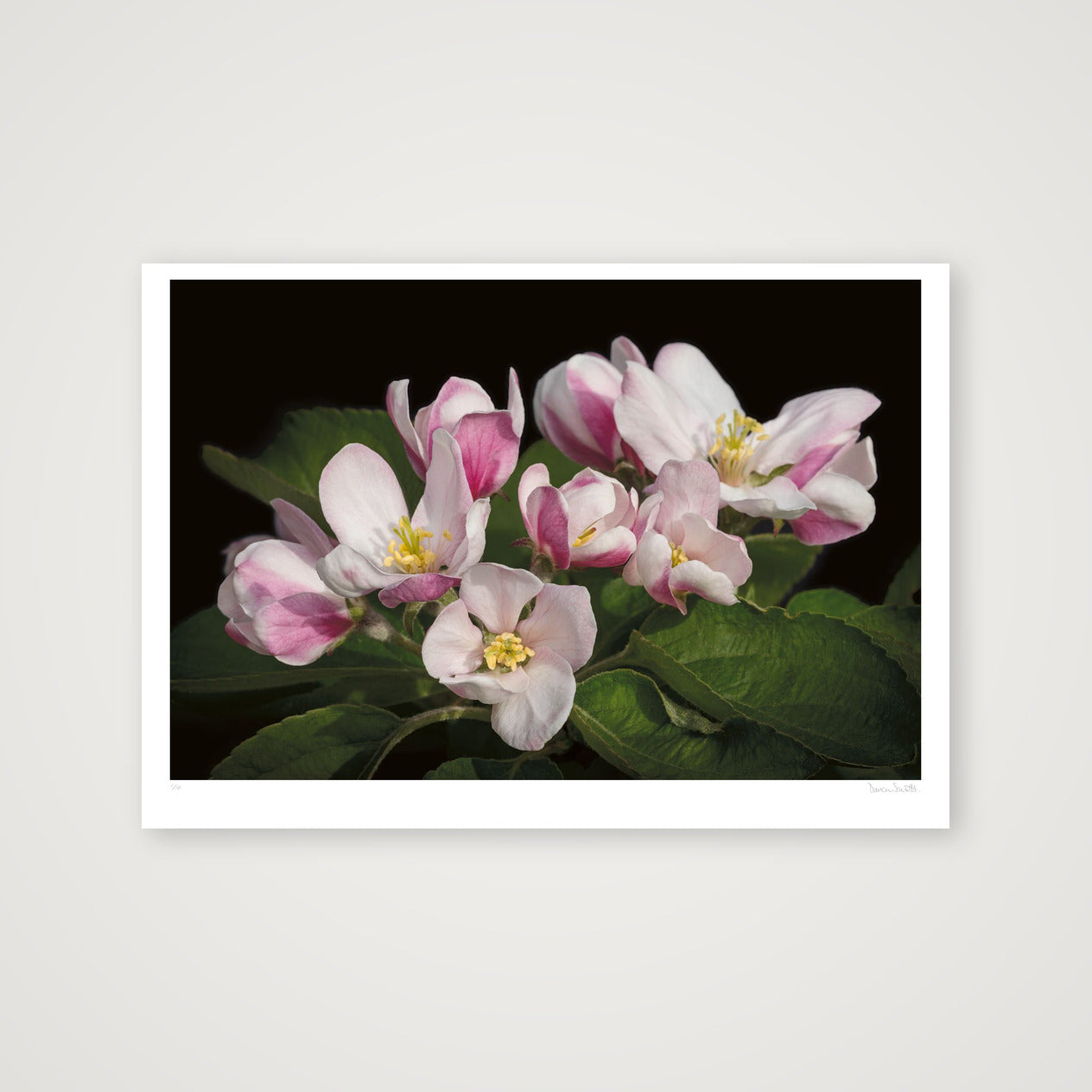 Apple Blossom — 100×70cm, 39×28" Print only