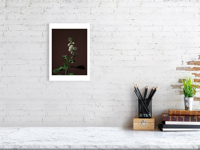 A4 giclée print of Stock Stem botanical photograph by Botanographia