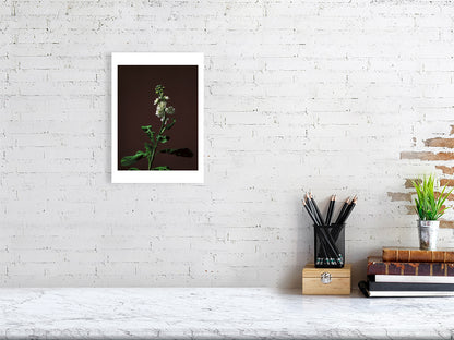 A4 giclée print of Stock Stem botanical photograph by Botanographia