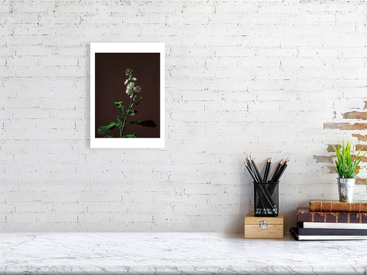 A4 giclée print of Stock Stem botanical photograph by Botanographia
