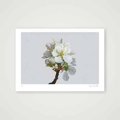 Plum Blossom No 2 — A3 (42×30cm, 17×12") Print only