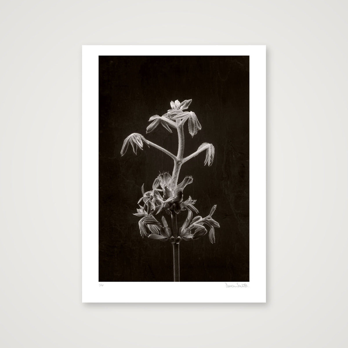 Horse Chestnut Stem No 2 — 50×70cm, 20×28" Print only