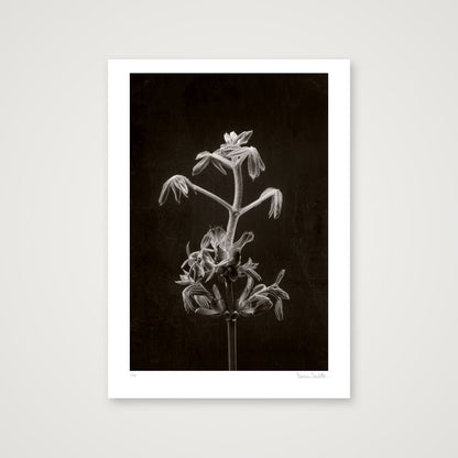 Horse Chestnut Stem No 2 — 50×70cm, 20×28" Print only