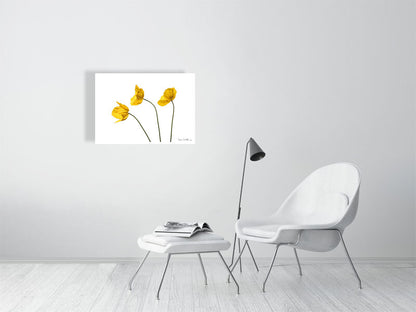 1000 x 700 mm, 39.4 x 27.6 inches - Signed, limited edition of 50 giclée print of Yellow Poppy Triplet botanical photograph by Botanographia