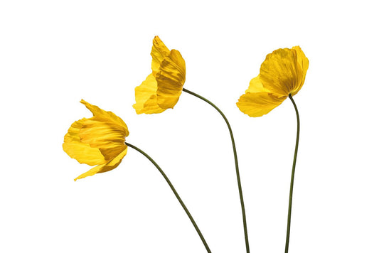 Yellow Poppy Triplet