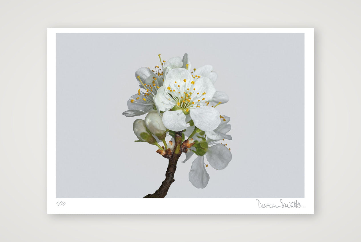 Victoria Plum Blossom No 2 — 100×70cm, 39×28" Print only