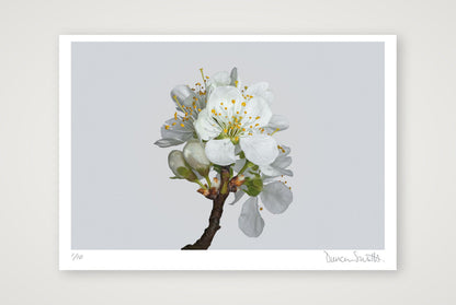 Victoria Plum Blossom No 2 — 100×70cm, 39×28" Print only