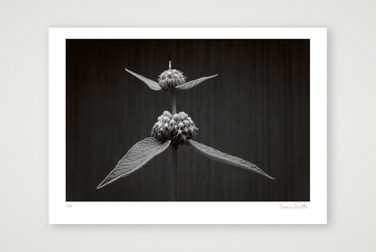 Phlomis Study — A2 (59×42cm, 23×17") Print only