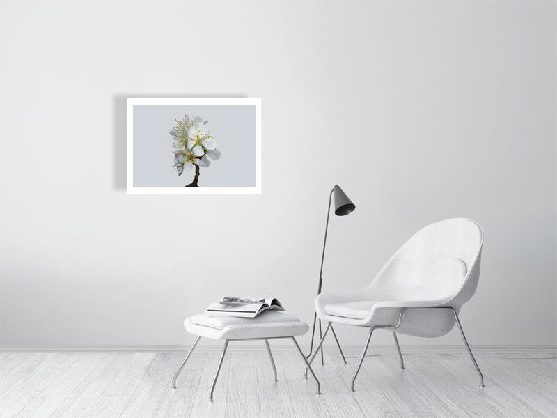 700×500mm giclée print of Victoria Plum Blossom No1 botanical photograph by Botanographia