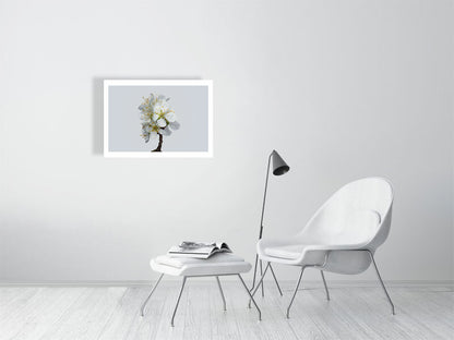 700×500mm giclée print of Victoria Plum Blossom No1 botanical photograph by Botanographia
