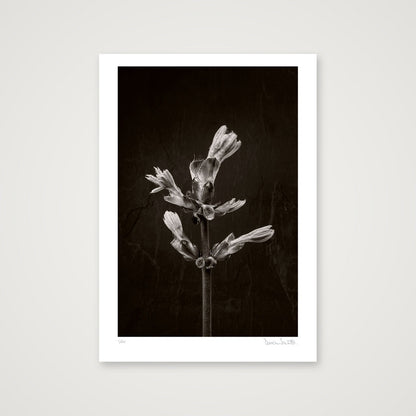 Horse Chestnut Stem No 3 — A2 (42×59cm, 17×23") Print only