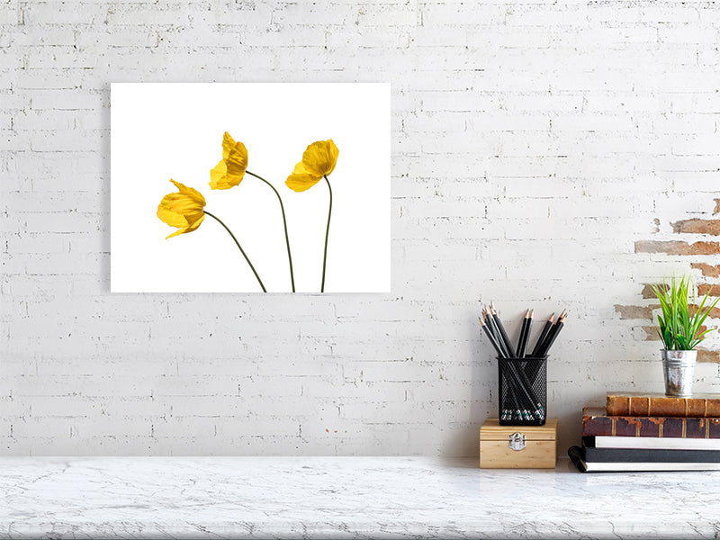 700 x 500 mm, 27.6 x 19.7 inches - Signed, limited edition of 50 giclée print of Yellow Poppy Triplet botanical photograph by Botanographia