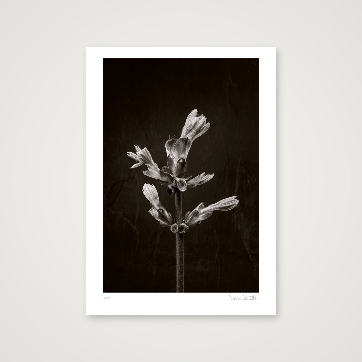 Horse Chestnut Stem No 3 — A3 (30×42cm, 12×17") Print only