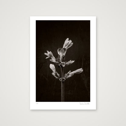 Horse Chestnut Stem No 3 — A3 (30×42cm, 12×17") Print only